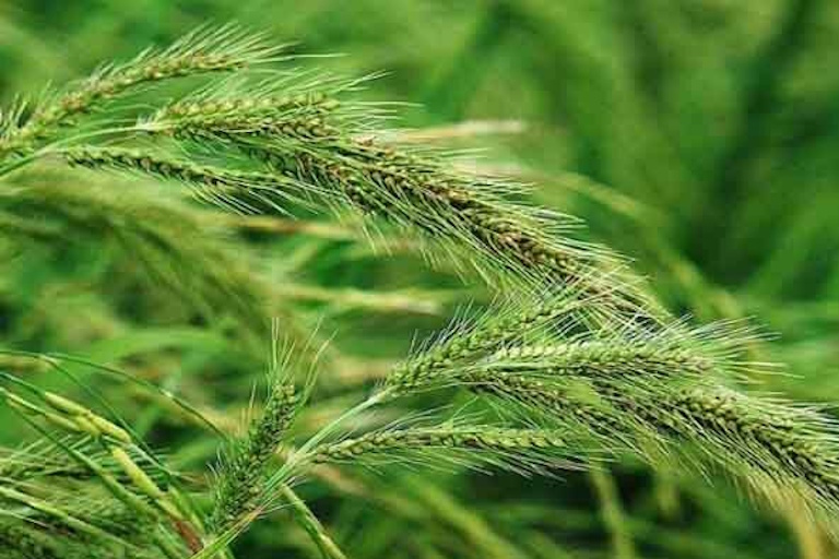 herbicide-image-1