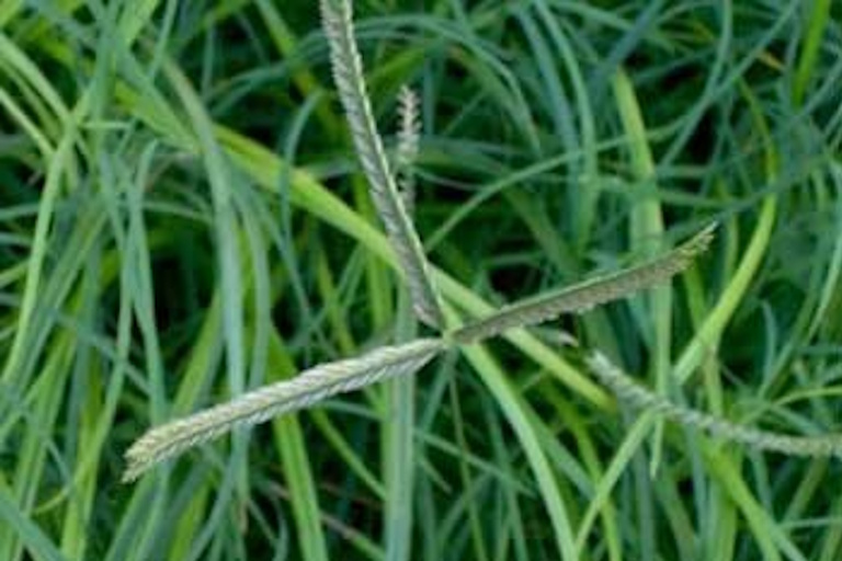 herbicide-image-3